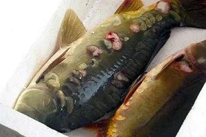 Bizarre and Terrifying Creatures Discovered in Vietnam's Wilds - image 11
