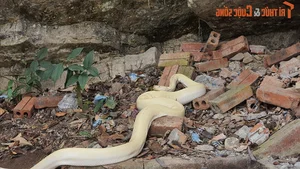 Bizarre and Terrifying Creatures Discovered in Vietnam's Wilds - image 8