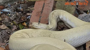 Bizarre and Terrifying Creatures Discovered in Vietnam's Wilds - image 10