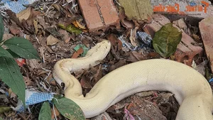 Bizarre and Terrifying Creatures Discovered in Vietnam's Wilds - image 9