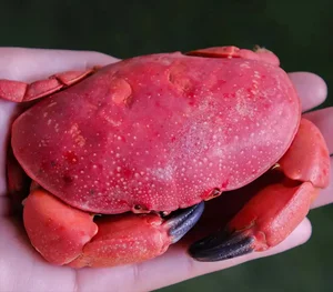 The 'Vietnamese King Crab' Phenomenon in Quang Ninh: Delicious, Affordable, and Trending - image 2