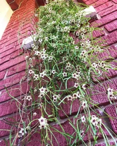 Unique "Bunch of Sticks" Plant with Star-Like Flowers Brings Good Luck - image 9