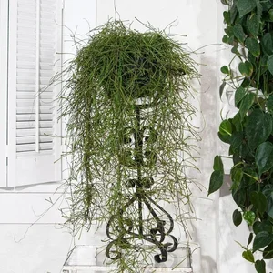 Unique "Bunch of Sticks" Plant with Star-Like Flowers Brings Good Luck - image 2