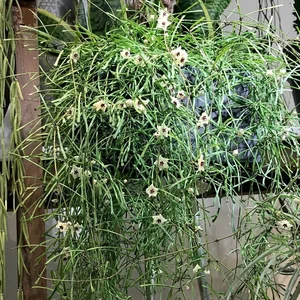 Unique "Bunch of Sticks" Plant with Star-Like Flowers Brings Good Luck - image 6