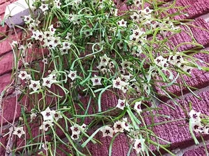 Unique "Bunch of Sticks" Plant with Star-Like Flowers Brings Good Luck - image 4