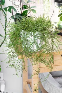 Unique "Bunch of Sticks" Plant with Star-Like Flowers Brings Good Luck - image 7