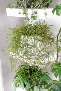 Unique "Bunch of Sticks" Plant with Star-Like Flowers Brings Good Luck - image 0
