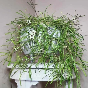 Unique "Bunch of Sticks" Plant with Star-Like Flowers Brings Good Luck - image 1