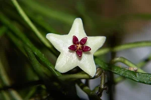 Unique "Bunch of Sticks" Plant with Star-Like Flowers Brings Good Luck - image 8
