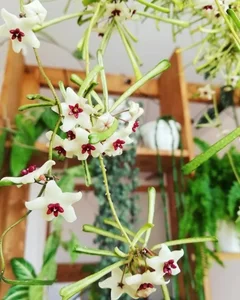 Unique "Bunch of Sticks" Plant with Star-Like Flowers Brings Good Luck - image 3