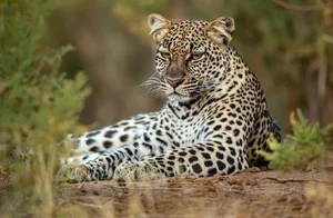 The Ultimate Predators: A Deep Dive into Vietnam's Wild Cats - image 1