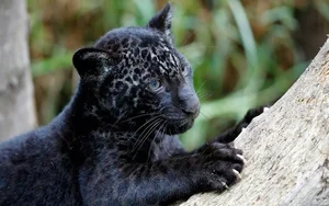 The Ultimate Predators: A Deep Dive into Vietnam's Wild Cats - image 7