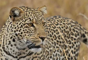 The Ultimate Predators: A Deep Dive into Vietnam's Wild Cats - image 4