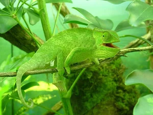 Decoding the Science of Pheromones: How Animals Use Chemical Signals to Attract Mates - image 1