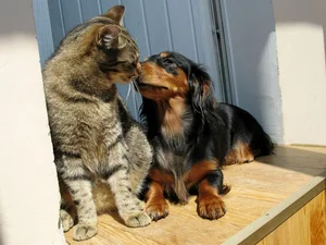 Decoding the Science of Pheromones: How Animals Use Chemical Signals to Attract Mates - image 2