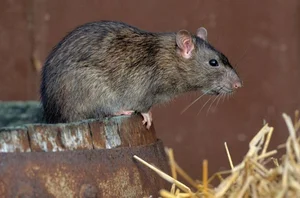 Decoding the Science of Pheromones: How Animals Use Chemical Signals to Attract Mates - image 4