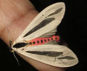 Decoding the Science of Pheromones: How Animals Use Chemical Signals to Attract Mates - image 8