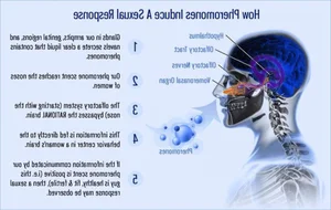 Decoding the Science of Pheromones: How Animals Use Chemical Signals to Attract Mates - image 5