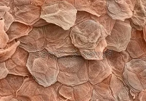 Exploring the Science and Future of 3D Bioprinting Technology - image 2