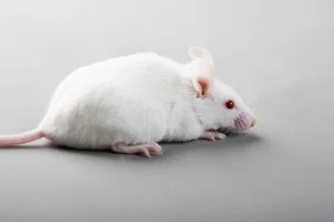 Exploring the Science and Future of 3D Bioprinting Technology - image 6