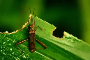 Bizarre and Exotic Insects Found in Cat Ba National Park - image 5