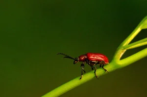 Bizarre and Exotic Insects Found in Cat Ba National Park - image 10