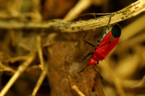Bizarre and Exotic Insects Found in Cat Ba National Park - image 7