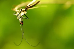 Bizarre and Exotic Insects Found in Cat Ba National Park - image 4