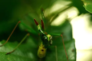 Bizarre and Exotic Insects Found in Cat Ba National Park - image 3