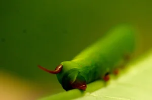 Bizarre and Exotic Insects Found in Cat Ba National Park - image 2