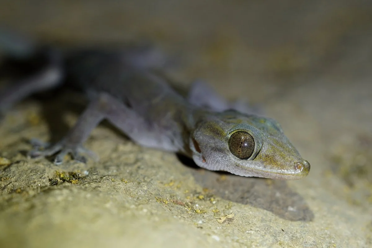 Rare Golden Gecko Discovered on Ba Den Mountain in Vietnam