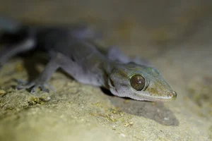 Rare Golden Gecko Discovered on Ba Den Mountain in Vietnam - image 0