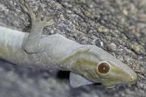 Rare Golden Gecko Discovered on Ba Den Mountain in Vietnam - image 9