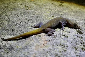 Rare Golden Gecko Discovered on Ba Den Mountain in Vietnam - image 4