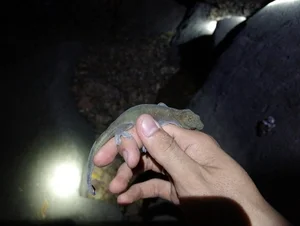 Rare Golden Gecko Discovered on Ba Den Mountain in Vietnam - image 2