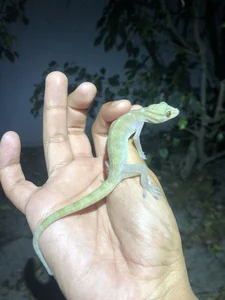 Rare Golden Gecko Discovered on Ba Den Mountain in Vietnam - image 8