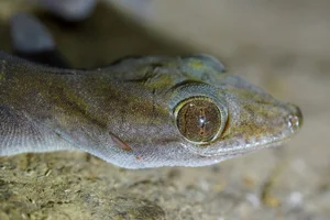Rare Golden Gecko Discovered on Ba Den Mountain in Vietnam - image 3
