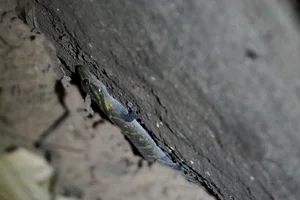 Rare Golden Gecko Discovered on Ba Den Mountain in Vietnam - image 1