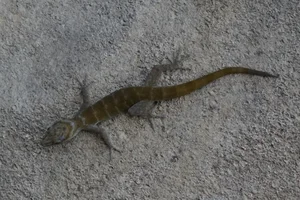Rare Golden Gecko Discovered on Ba Den Mountain in Vietnam - image 7