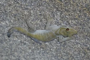 Rare Golden Gecko Discovered on Ba Den Mountain in Vietnam - image 5