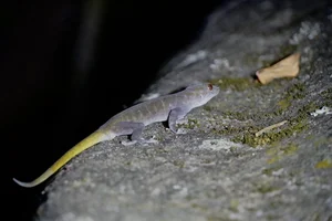 Rare Golden Gecko Discovered on Ba Den Mountain in Vietnam - image 6