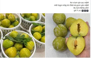 Exotic Chinese Plums at $18/kg Spark Buying Frenzy - image 2