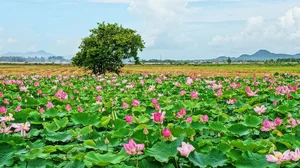Exploring Ho Van Cuong’s Roots: The Unique Charm of His Rural Hometown - image 4