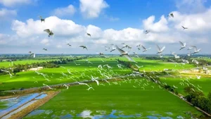 Exploring Ho Van Cuong’s Roots: The Unique Charm of His Rural Hometown - image 0