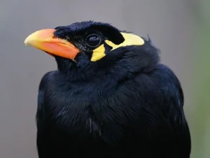 Meet the Incredible Talking Birds of Vietnam: Masters of Human Mimicry - image 6