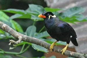 Meet the Incredible Talking Birds of Vietnam: Masters of Human Mimicry - image 0
