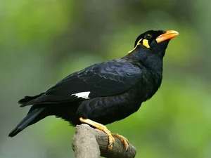 Meet the Incredible Talking Birds of Vietnam: Masters of Human Mimicry - image 7