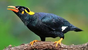 Meet the Incredible Talking Birds of Vietnam: Masters of Human Mimicry - image 1