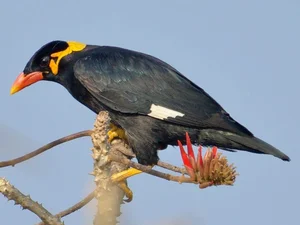 Meet the Incredible Talking Birds of Vietnam: Masters of Human Mimicry - image 4
