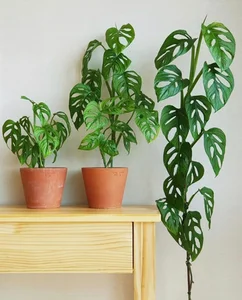 5 Indoor Plants That Act as Wealth Magnets and Home Decor - image 4